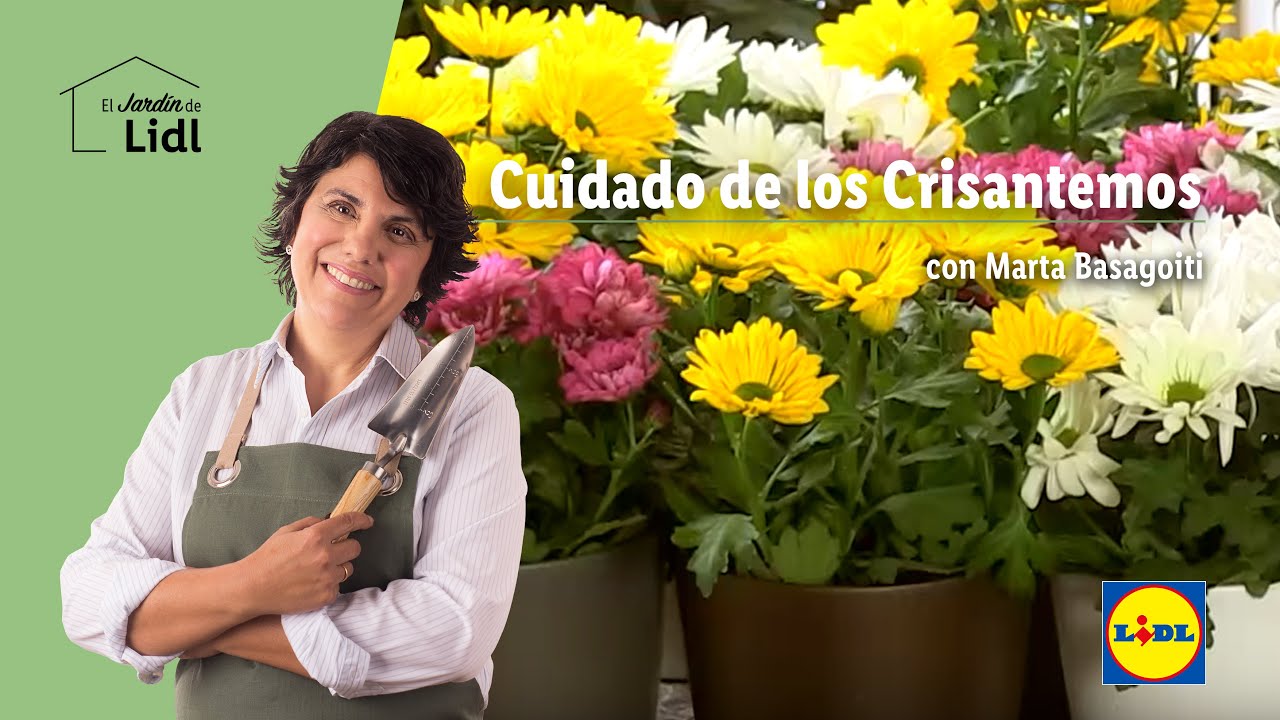 como cuidar los crisantemos en casa