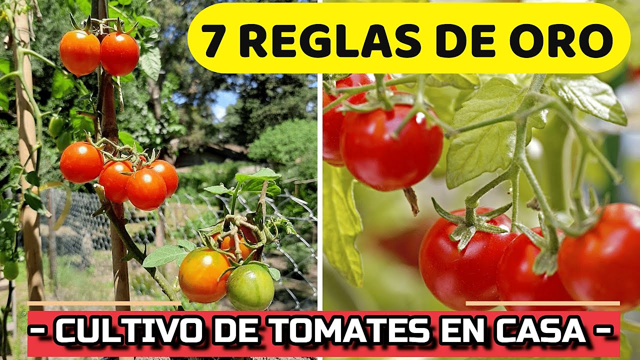 como cuidar los tomates en el huerto