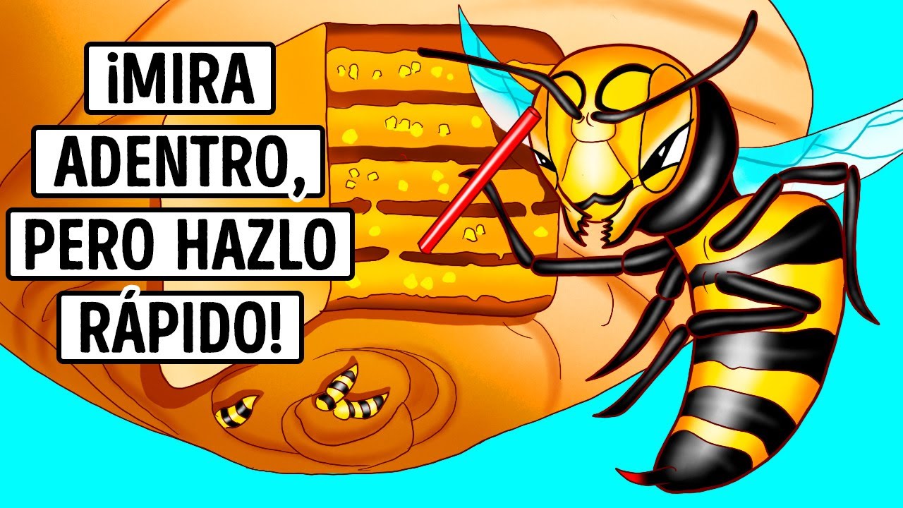 como son los nidos de avispas