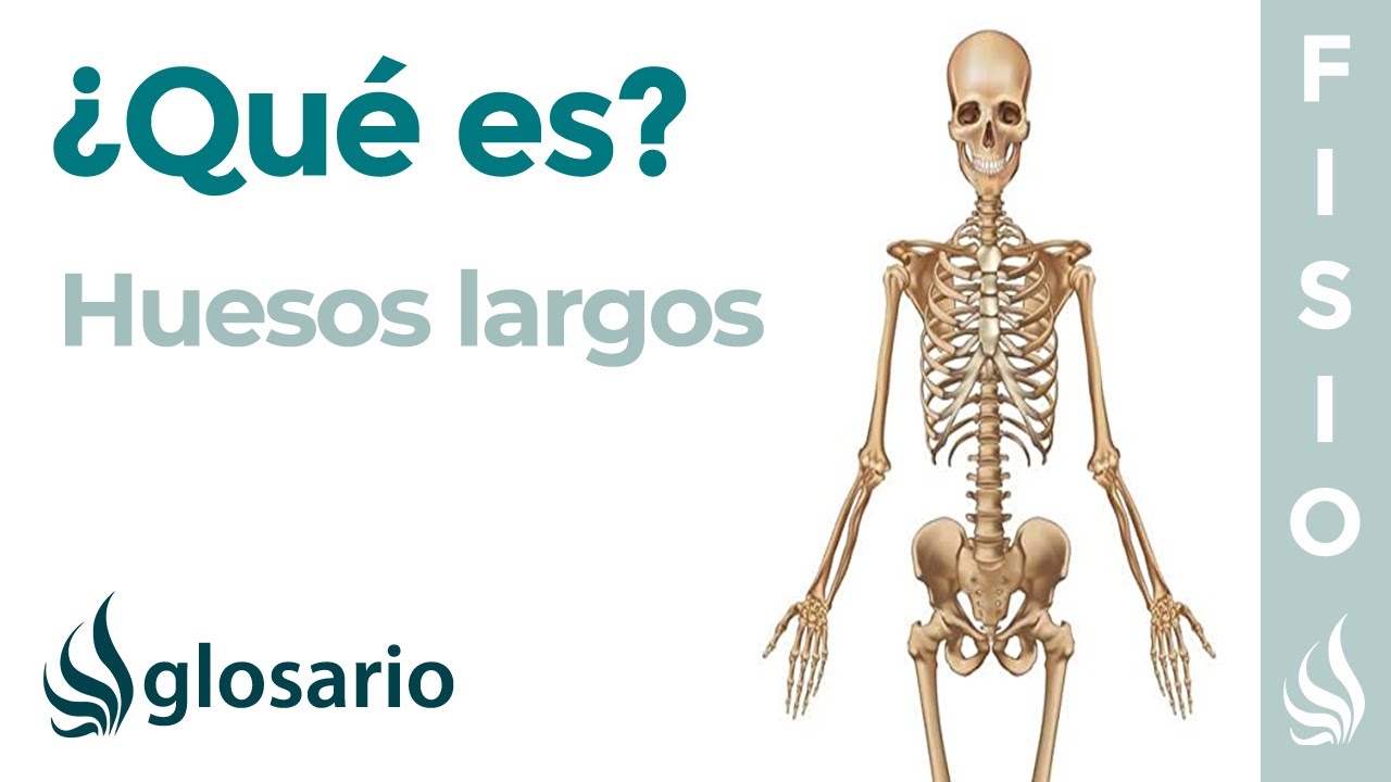 cual es el hueso mas corto del cuerpo humano