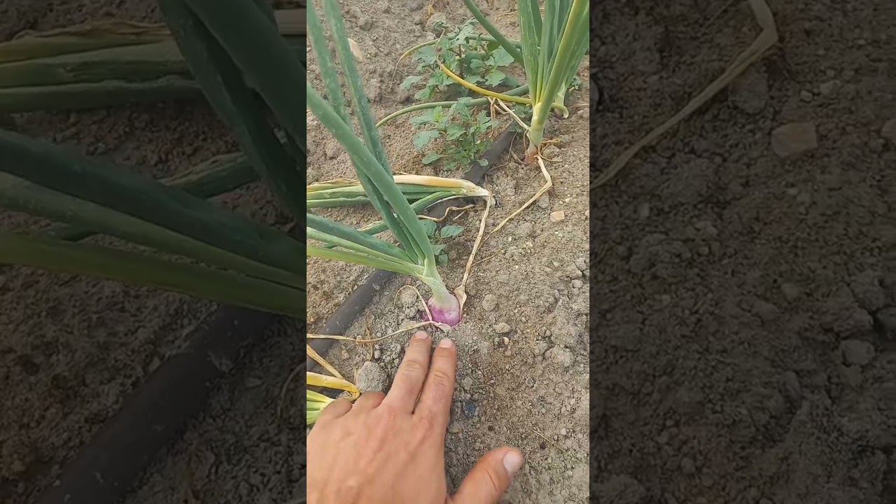 cual es el mejor abono para las cebollas