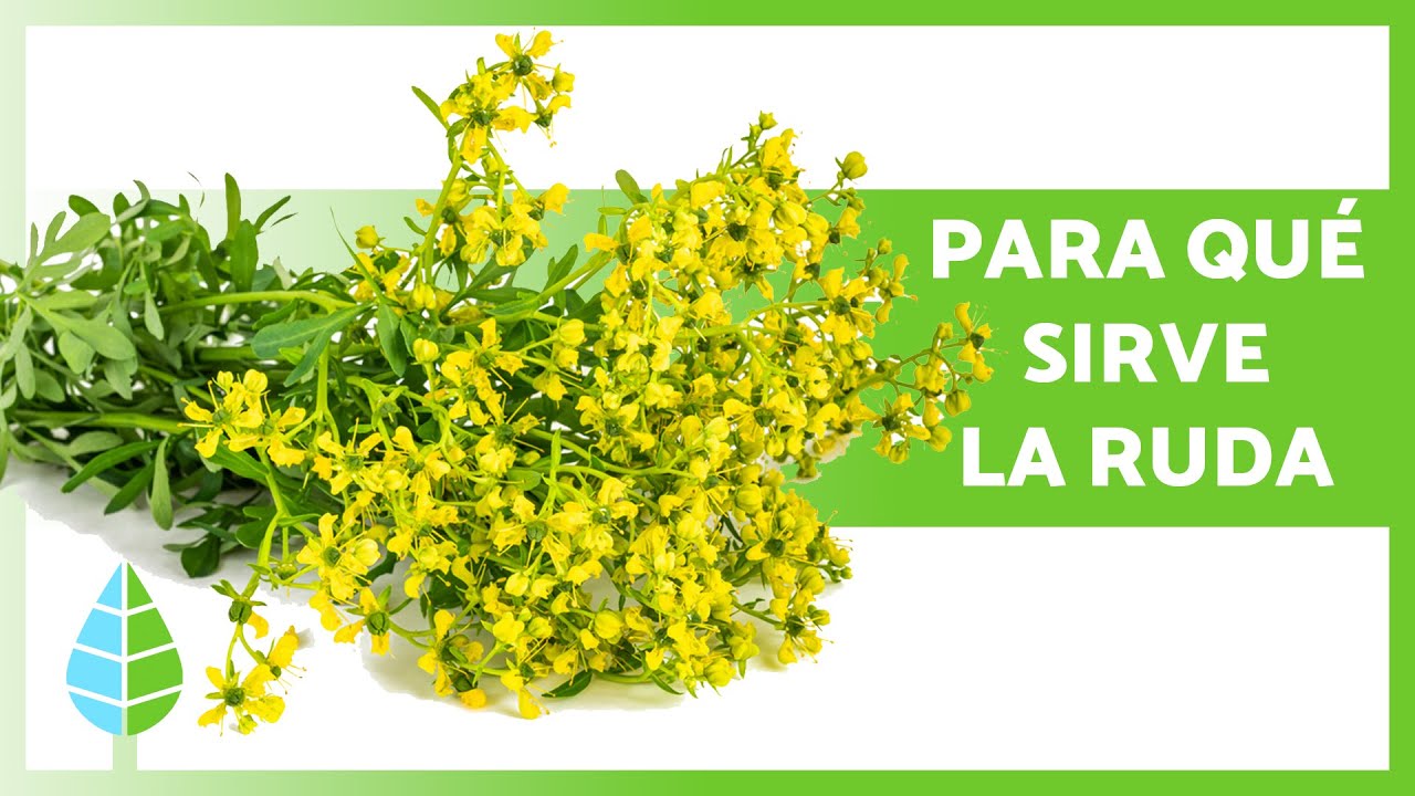 cuál es la planta de la ruda