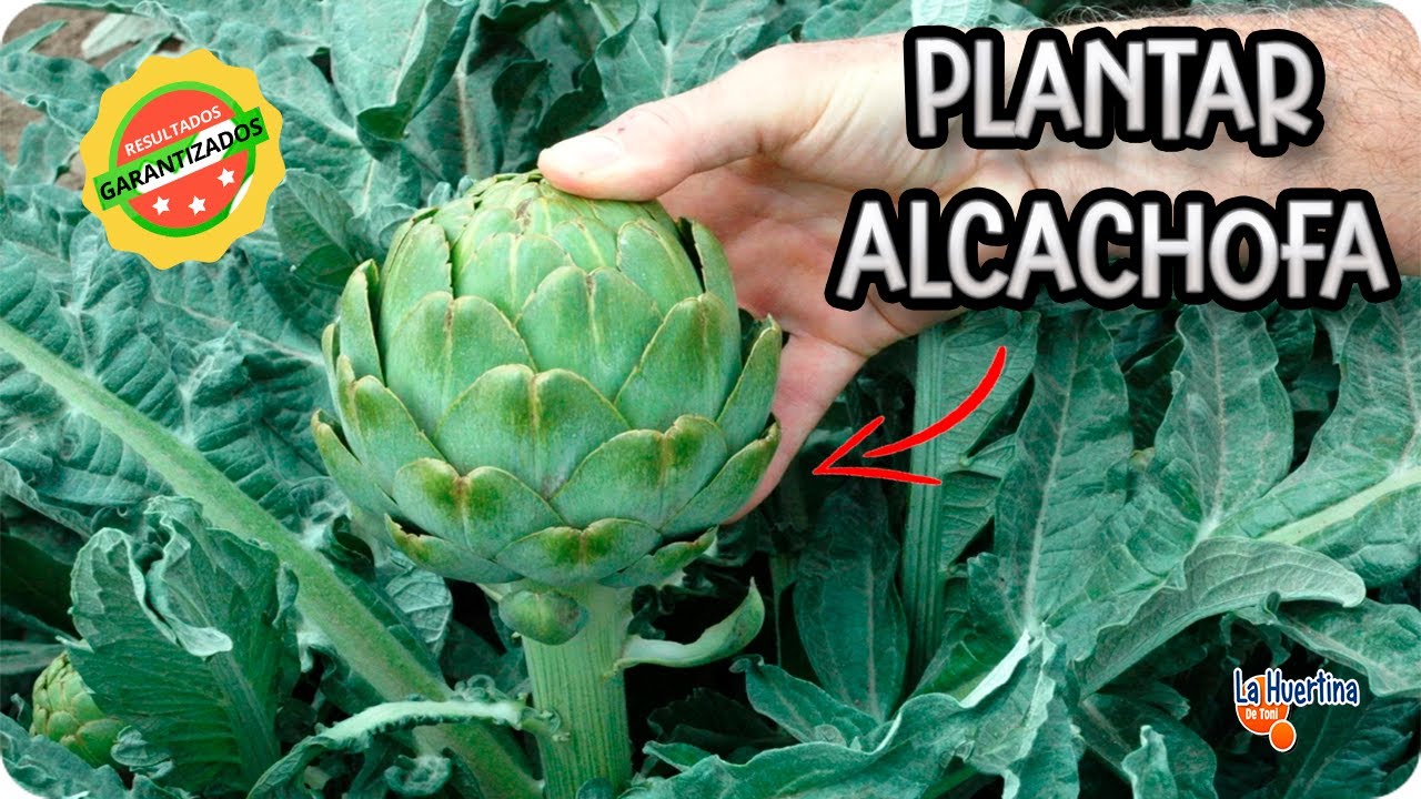 cuando se plantan las alcachofas en valencia