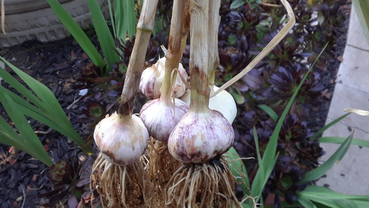 cuando se sacan los ajos de la tierra