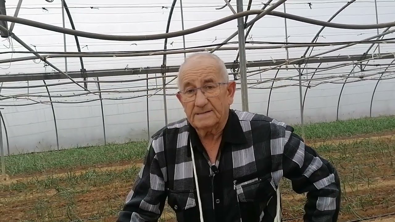 cuando se siembran los ajos en españa