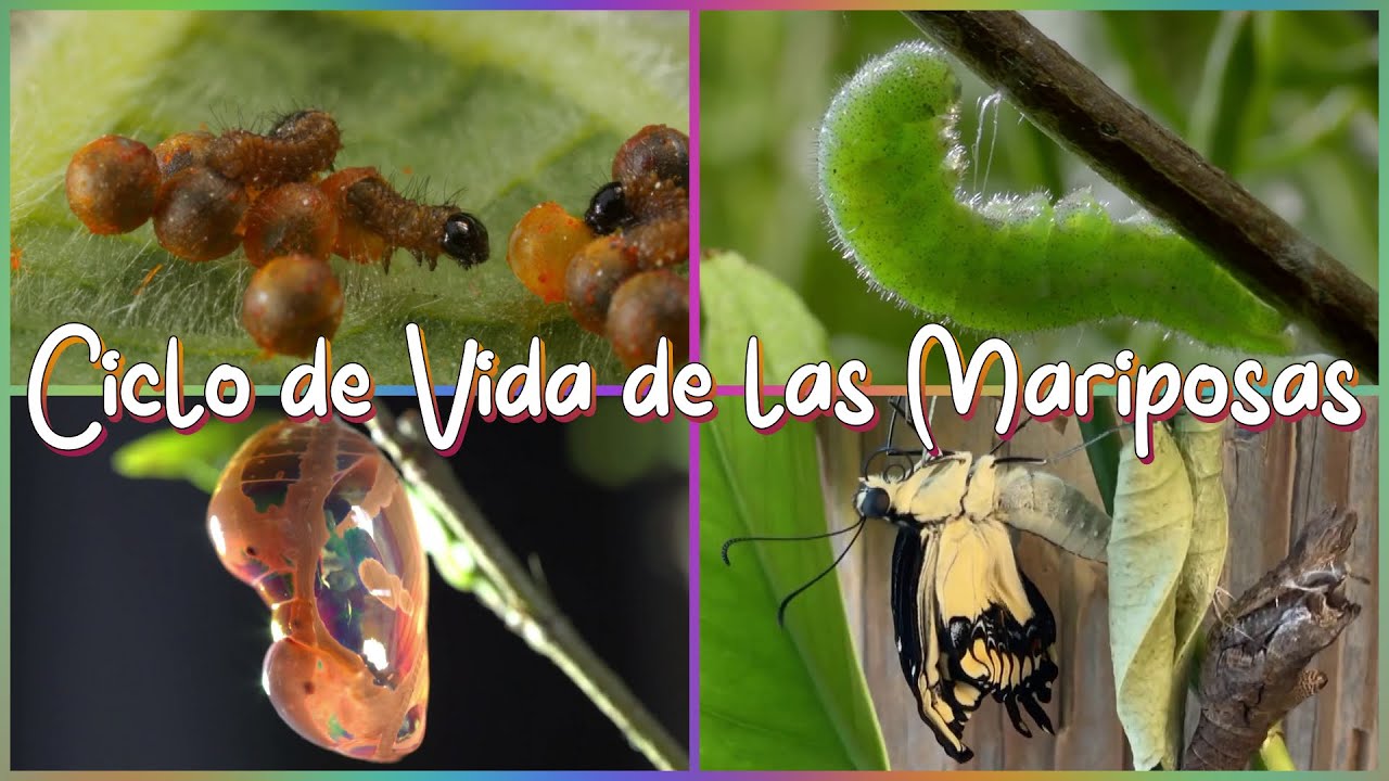 cuanto dura la vida de una mariposa