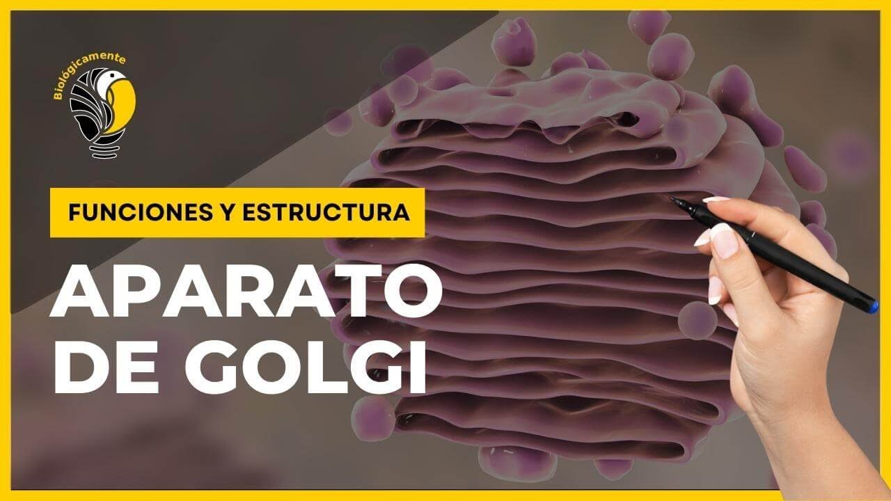 donde esta el aparato de golgi