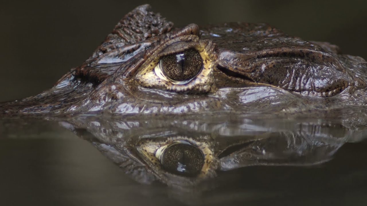 dónde nace el río aguas vivas
