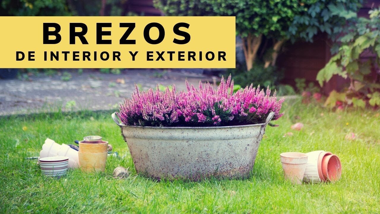 el brezo es de interior o exterior