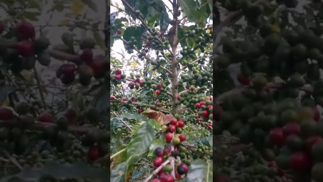 el cafe es un arbol o un arbusto