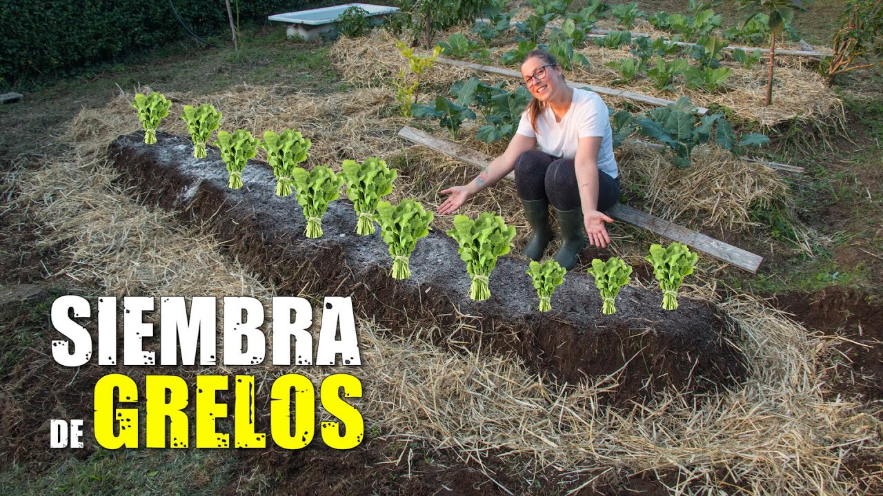 en que luna se siembran los grelos