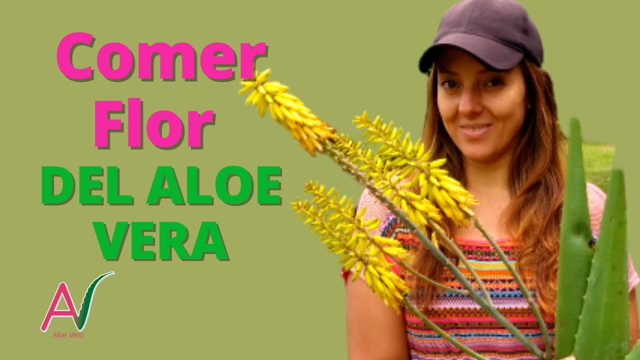 flor de aloe vera para que sirve