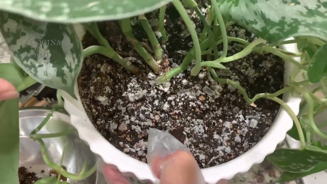 hongo blanco en tierra de plantas