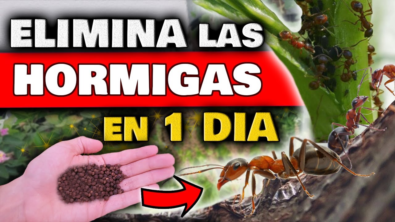 hormigas en las raíces de las plantas