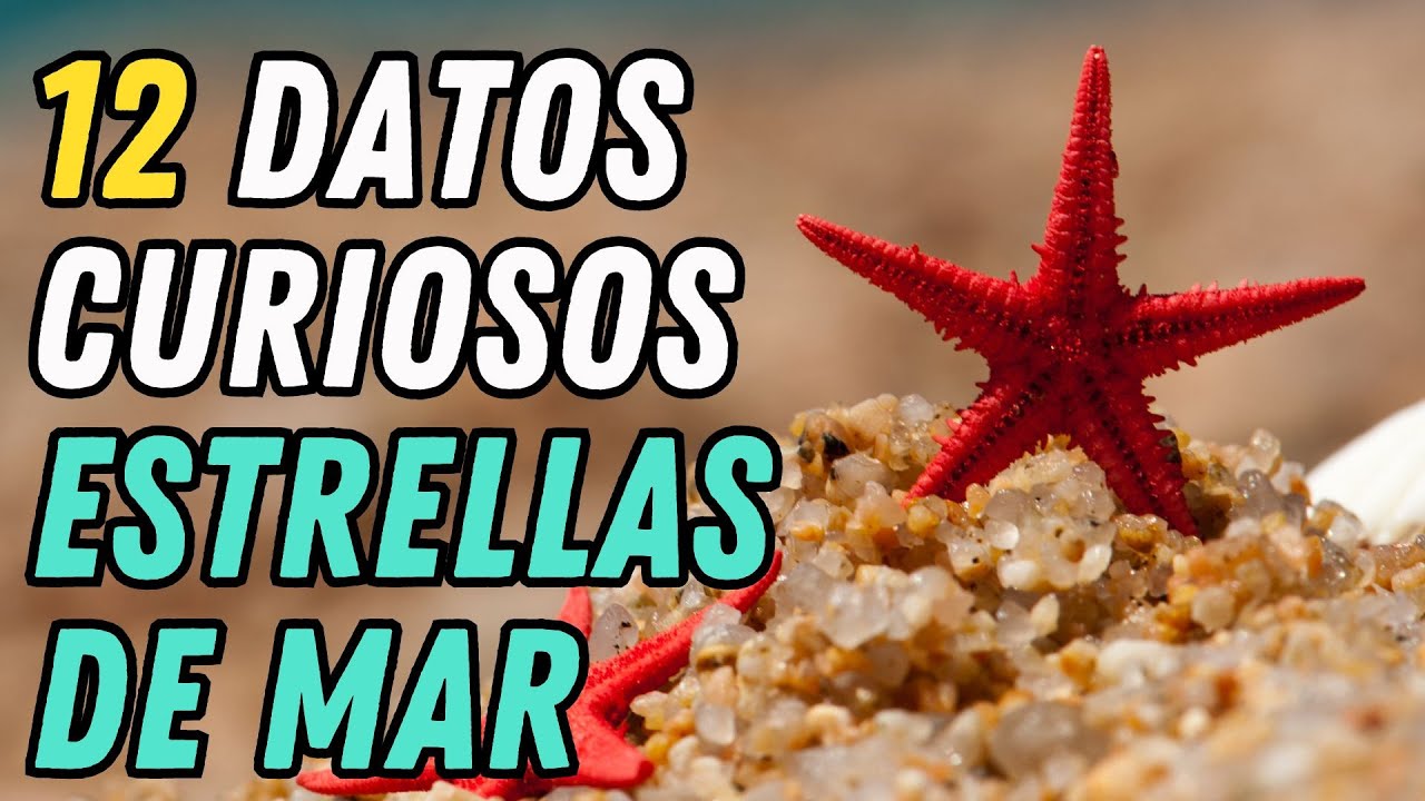 las estrellas de mar tienen ojos