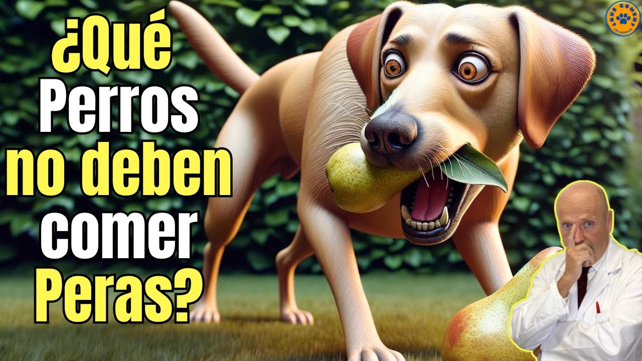 los perros pueden comer pera de agua