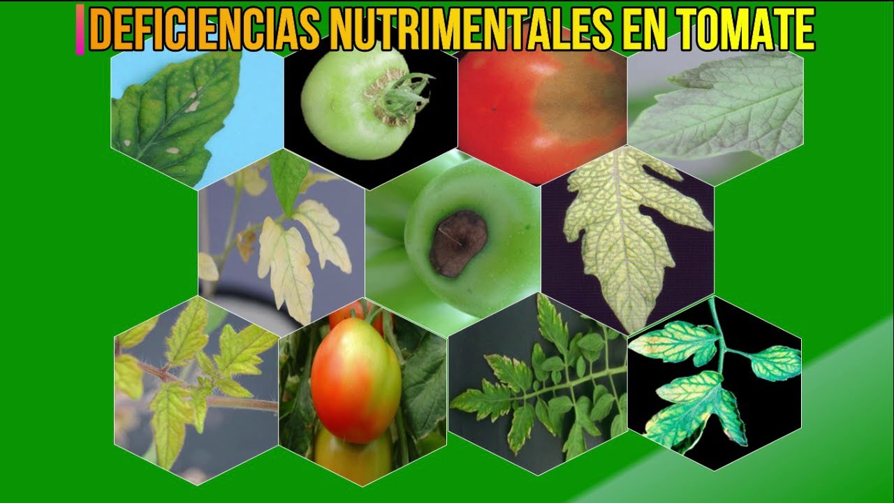 manchas blancas en el fruto del tomate