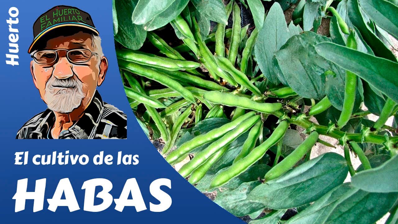 marco de plantación de las habas