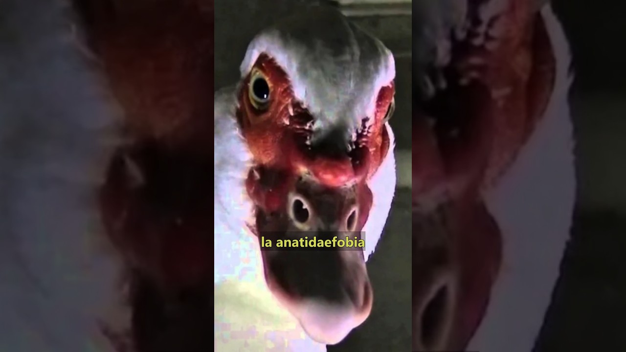 miedo a que un pato te mire