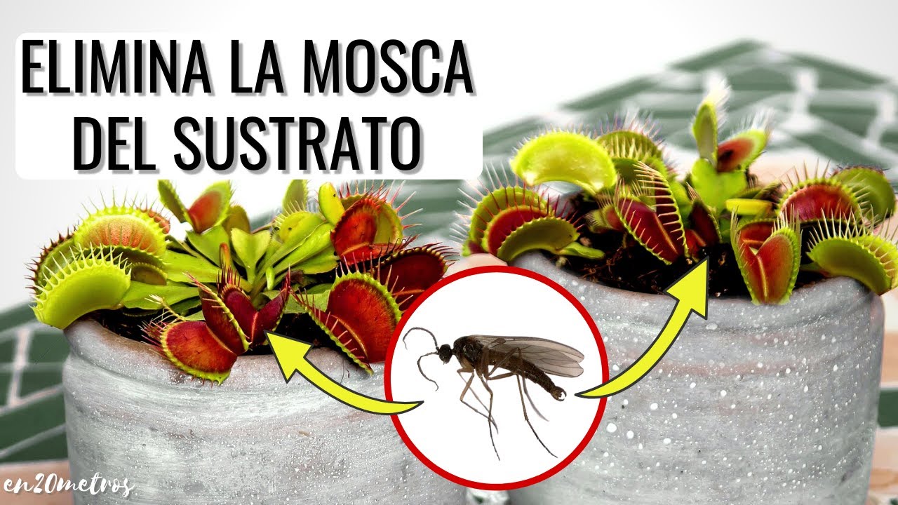 mosquitas en la tierra de las plantas