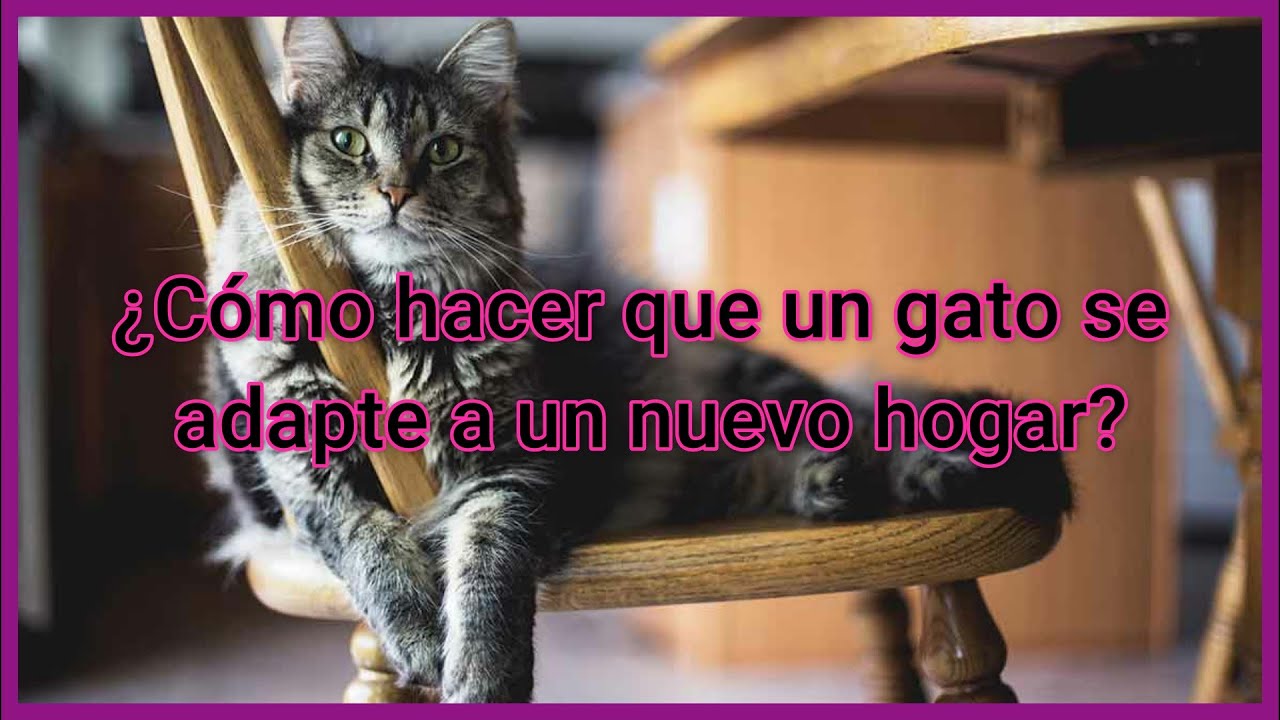 no me adapto a mi nueva casa