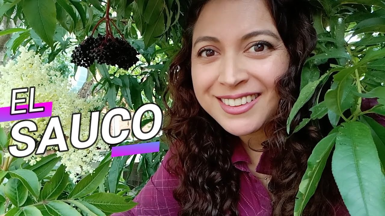 para q sirve la flor de sauco