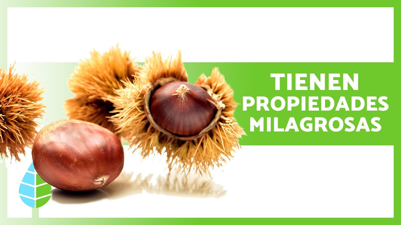 para que es buena la castaña