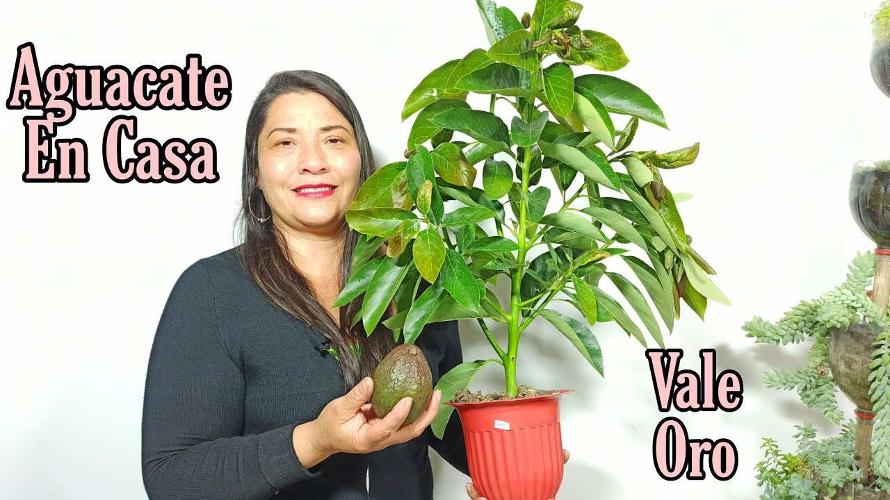 plantar hueso de aguacate en maceta