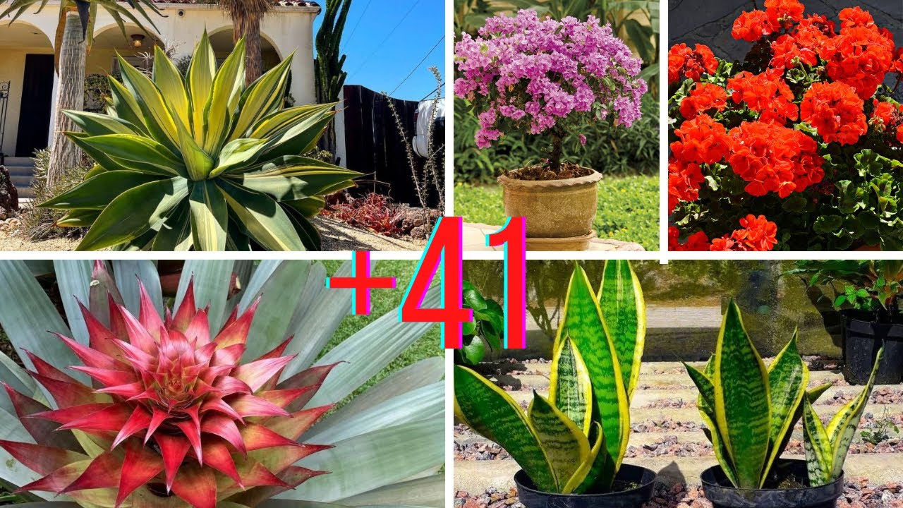 plantas con flores que aguantan el sol