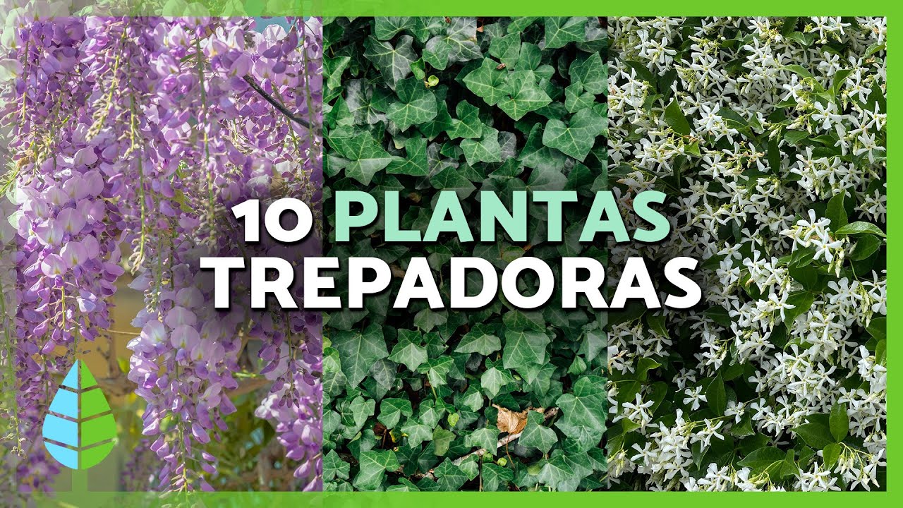plantas de flor morada de exterior