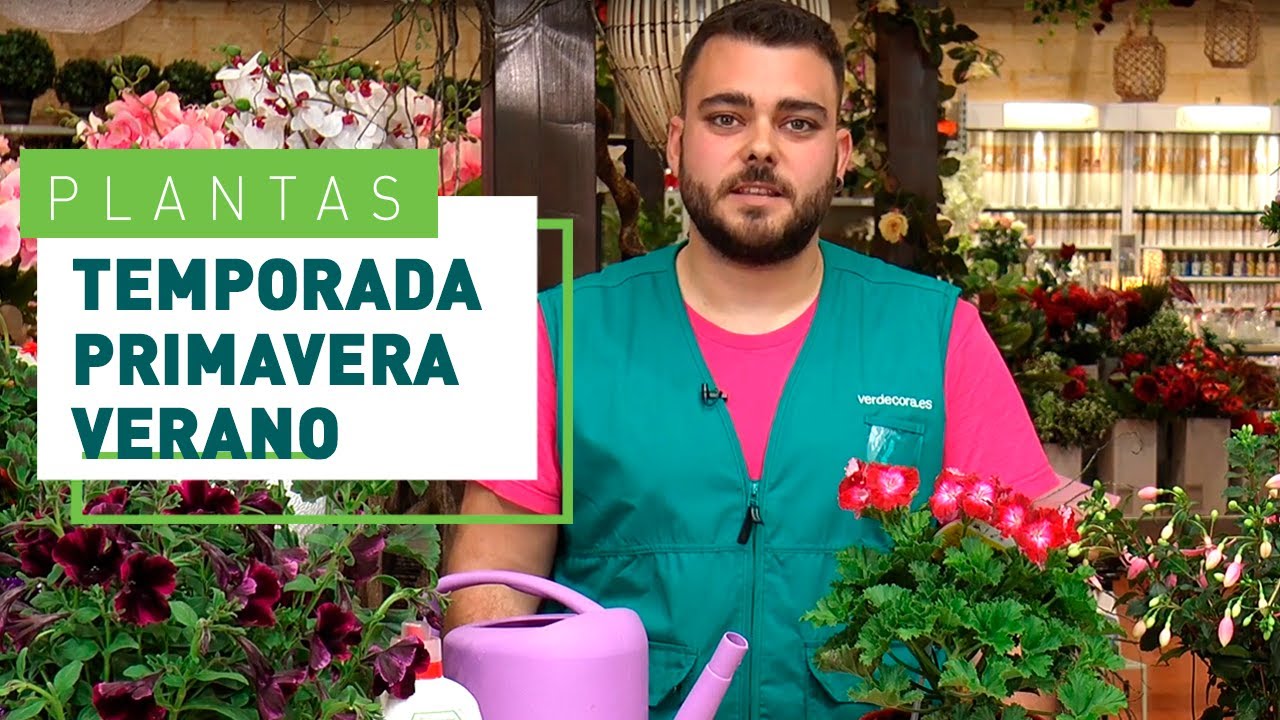 plantas de primavera verano con flores