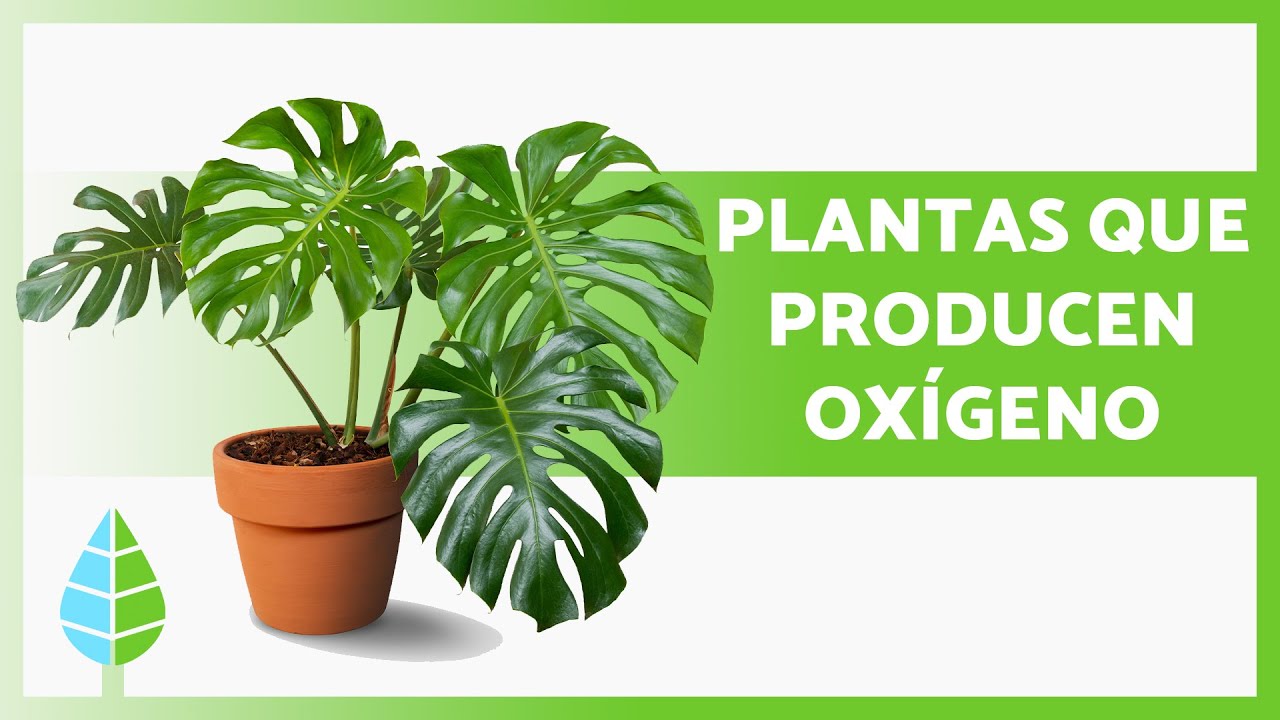 plantas que dan oxigeno por la noche