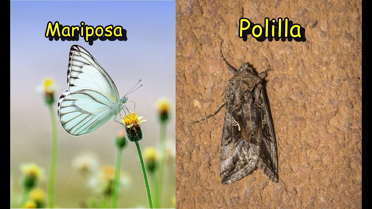 polilla tipos de mariposas y su significado