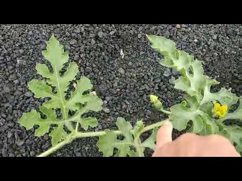 porque se secan las sandías cuando son pequeñas