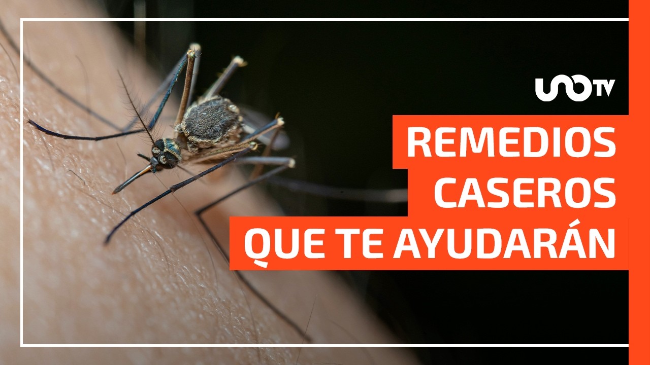 que es bueno para la picadura de mosquitos