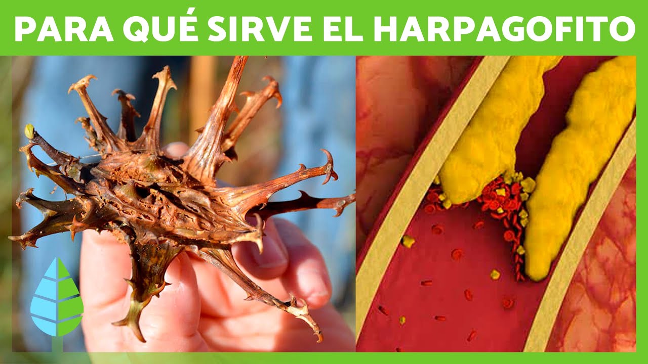 que es harpagofito y para que sirve