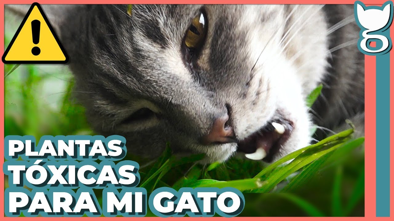 que plantas son venenosas para los gatos