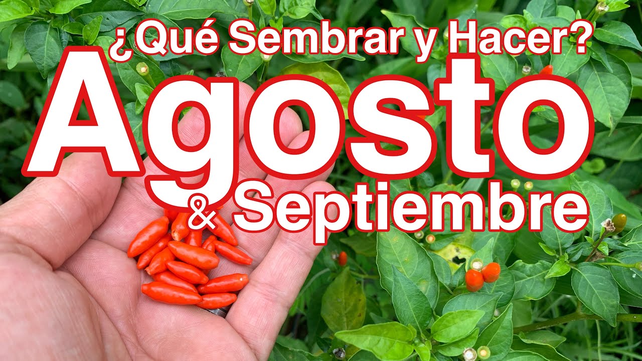 que se puede sembrar en agosto y septiembre