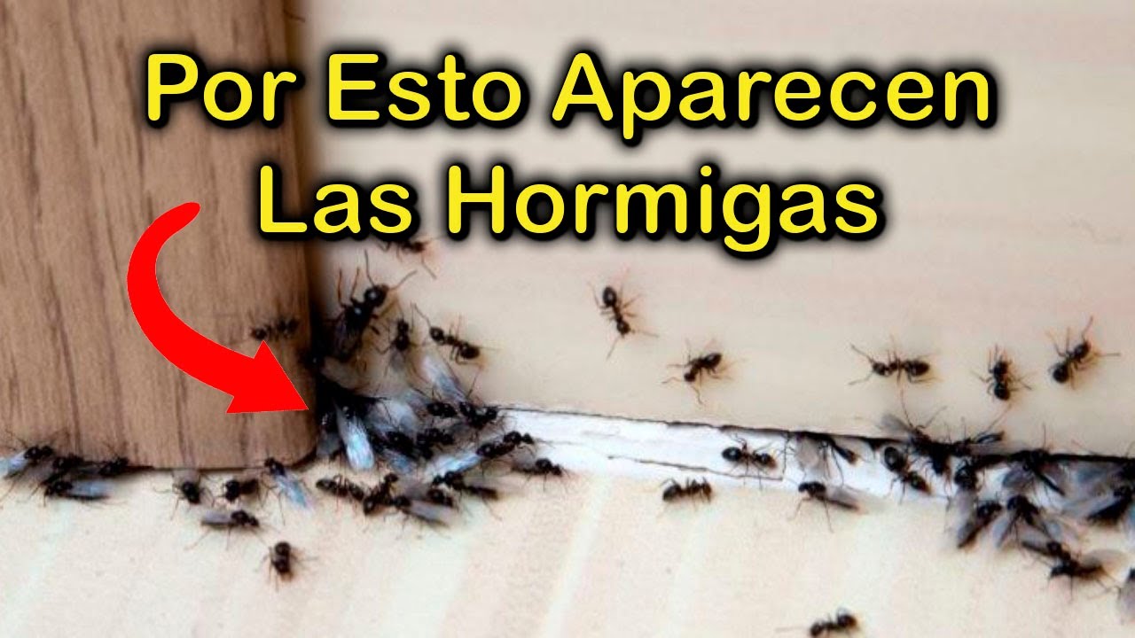 que significa que haya hormigas en la casa