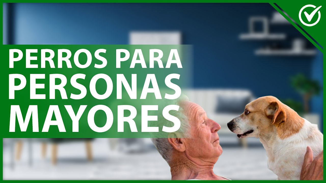 razas de perros para mayores de 60 años