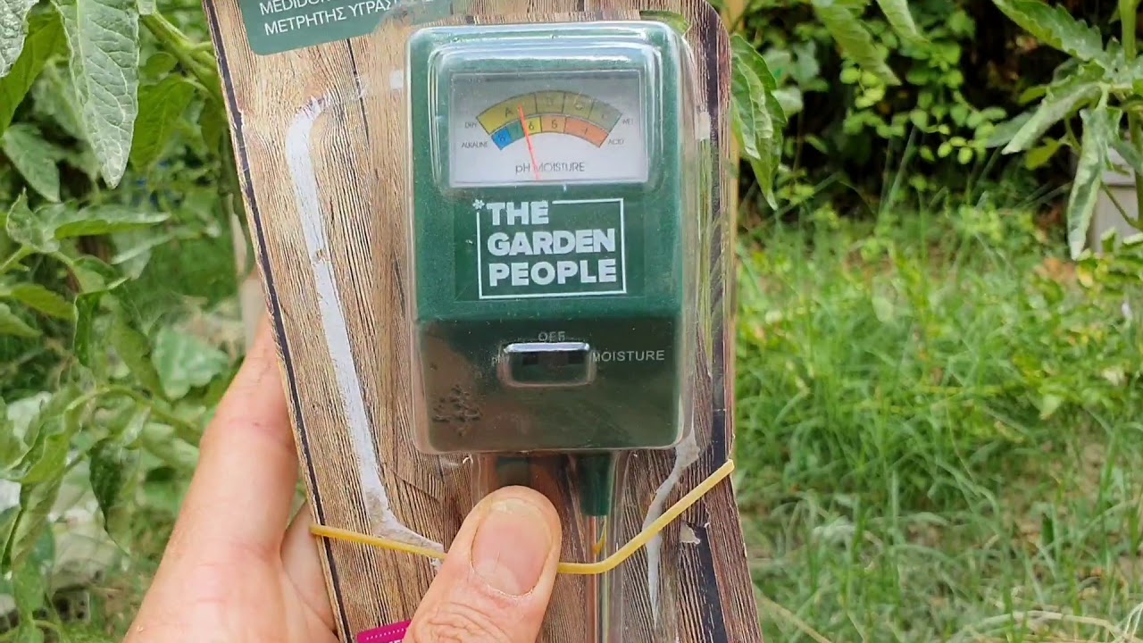 regar los tomates todos los días