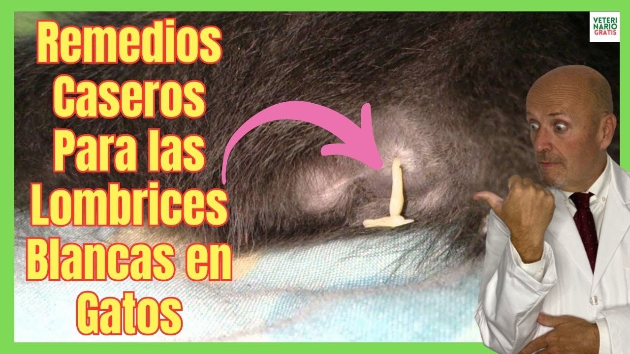remedio casero para lombrices en gatos