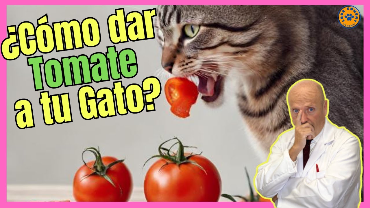 se le puede dar tomate a los gatos