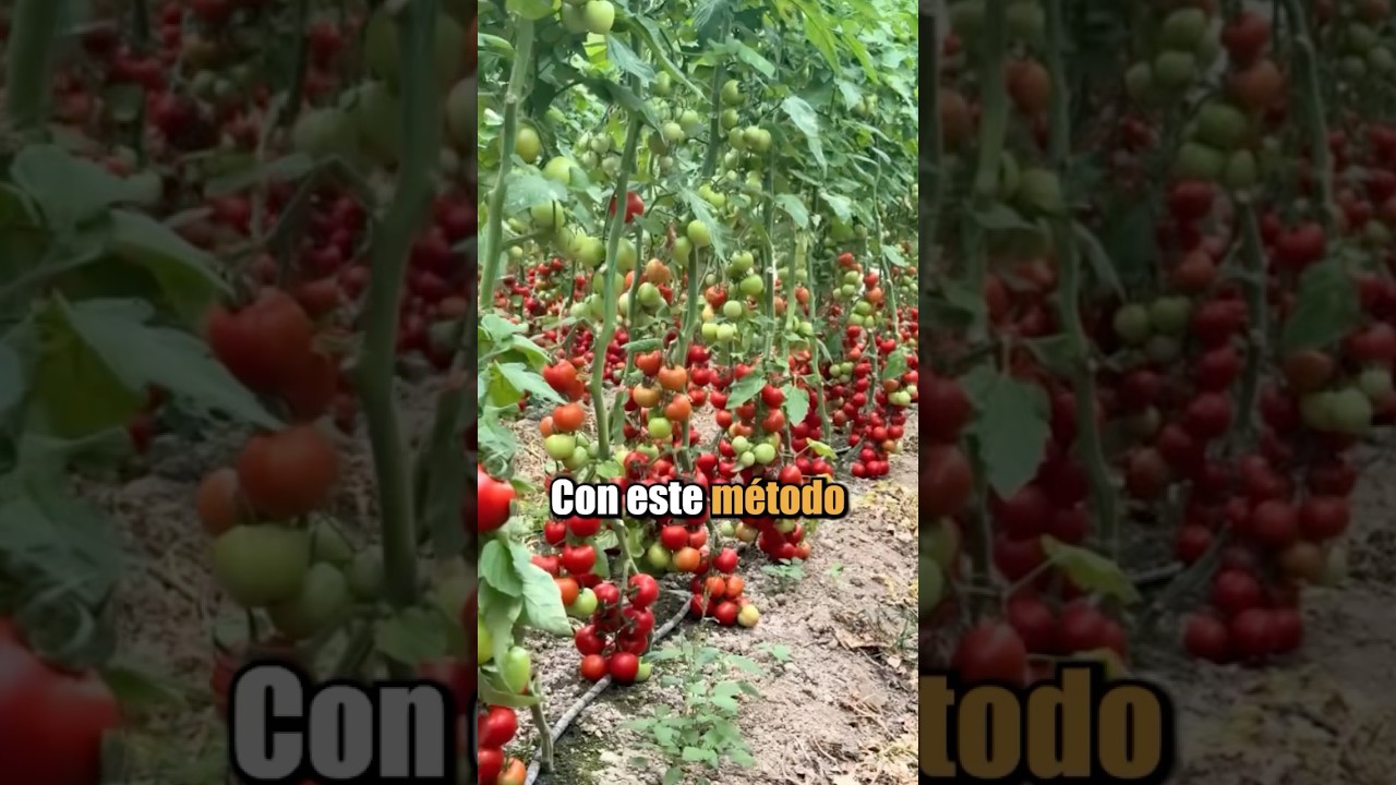 sitio donde se cultivan plantas o árboles
