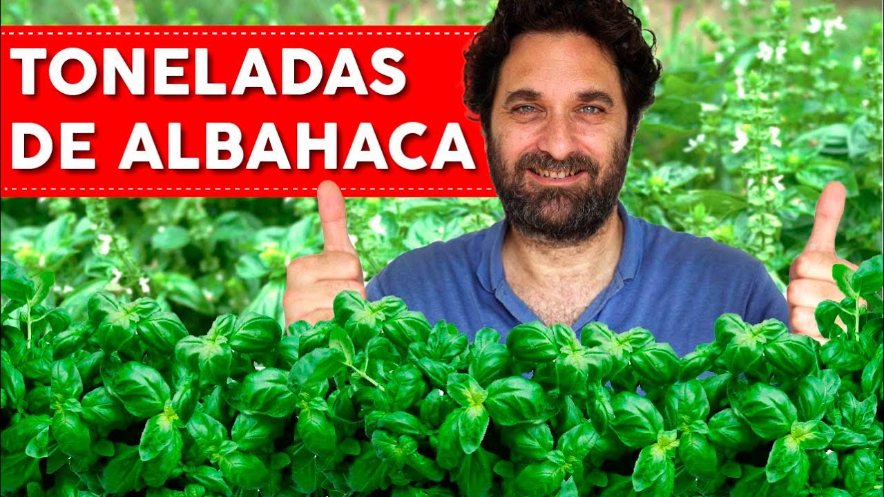 como cuidar la albahaca en maceta