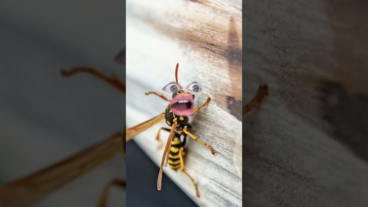 como se llama la fobia a las avispas