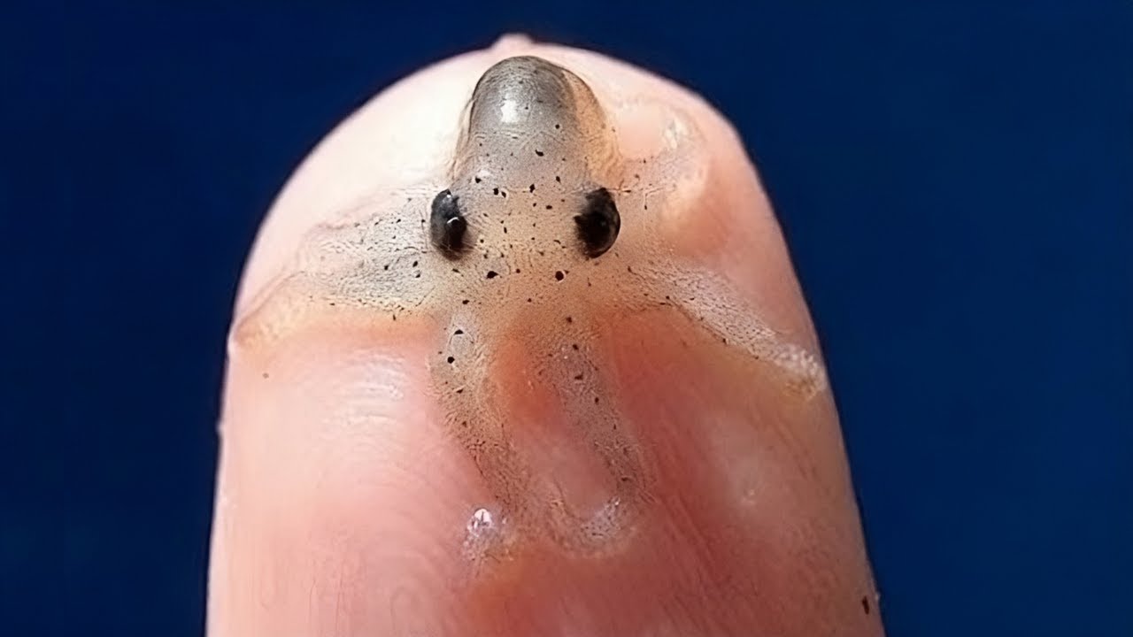 cual es el animal mas pequeño