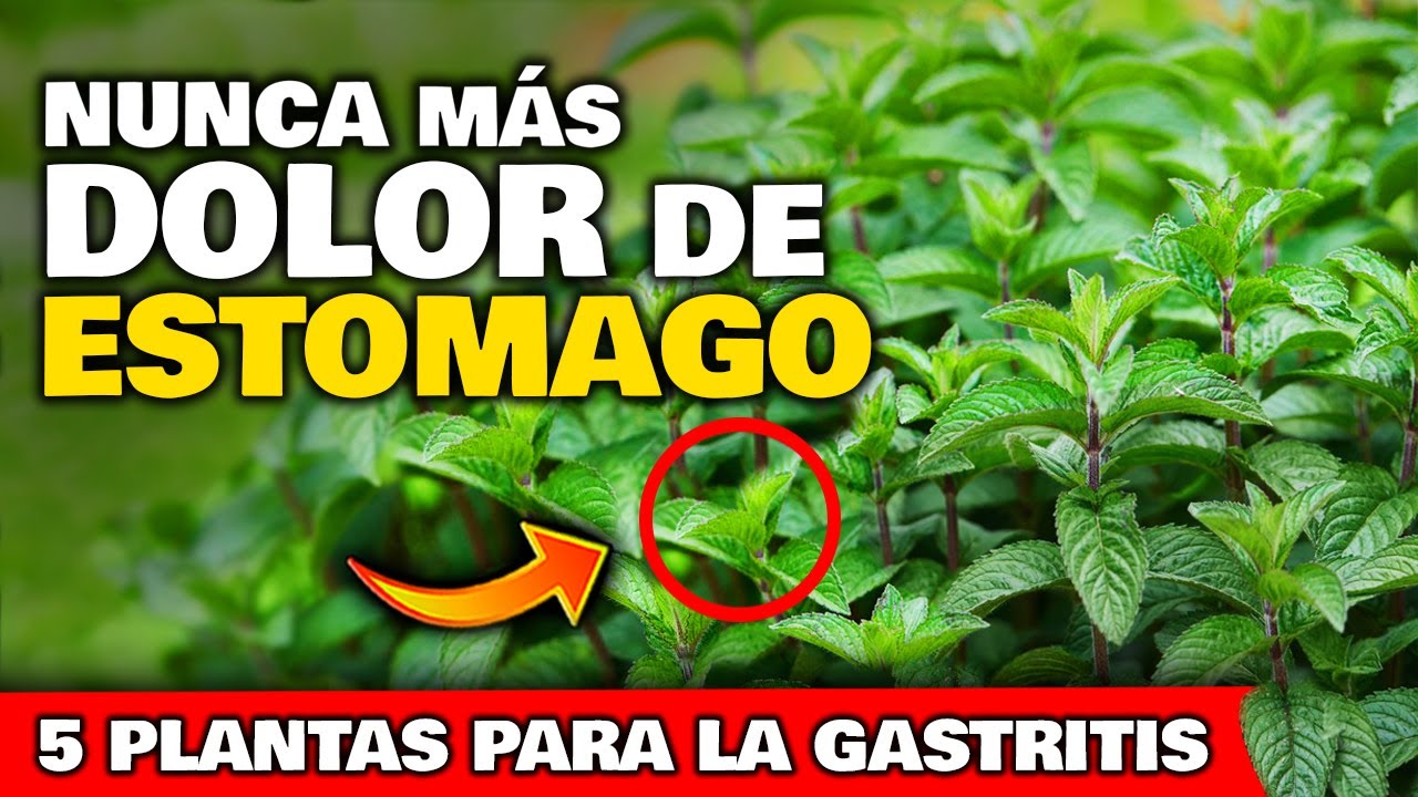 en américa planta medicinal para el estómago