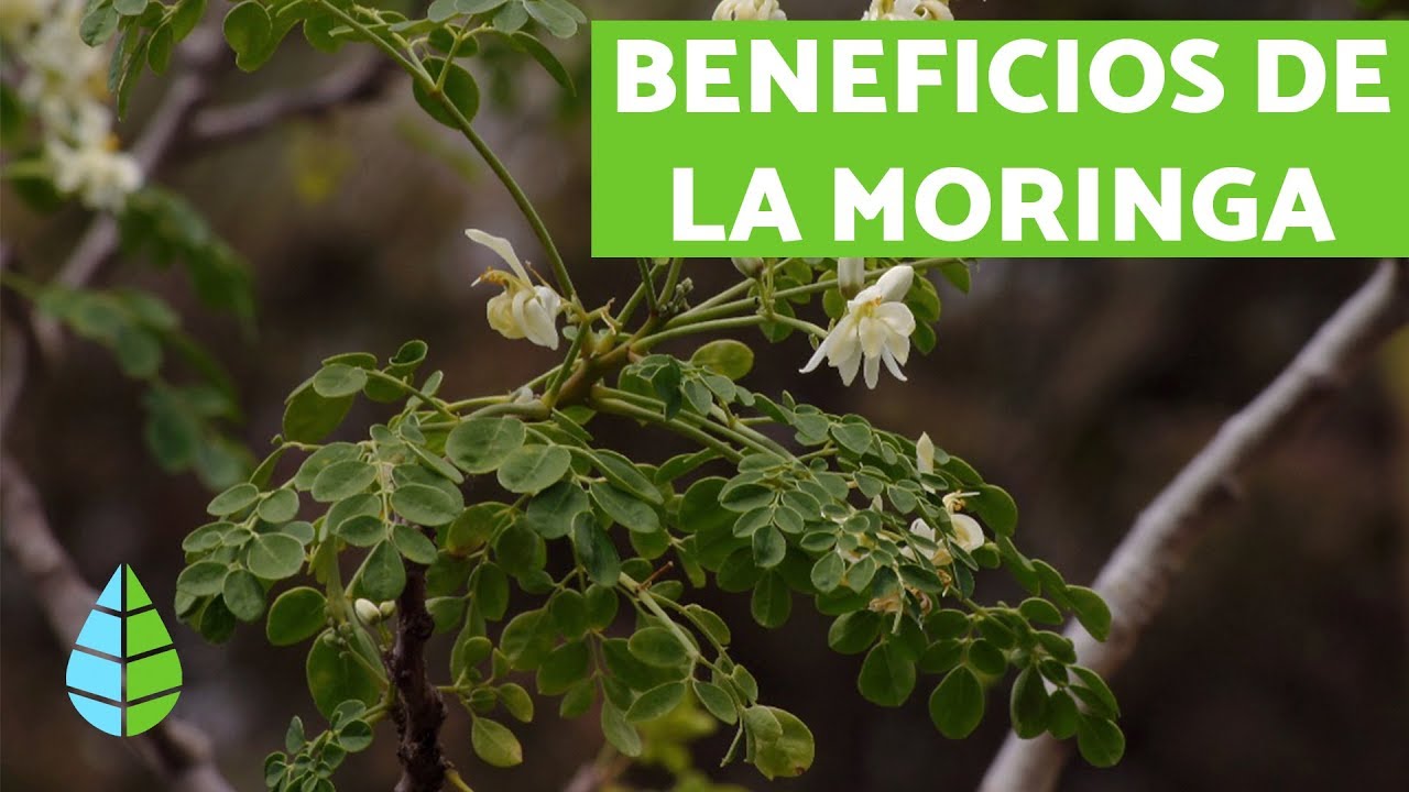 la moringa sirve para la piel
