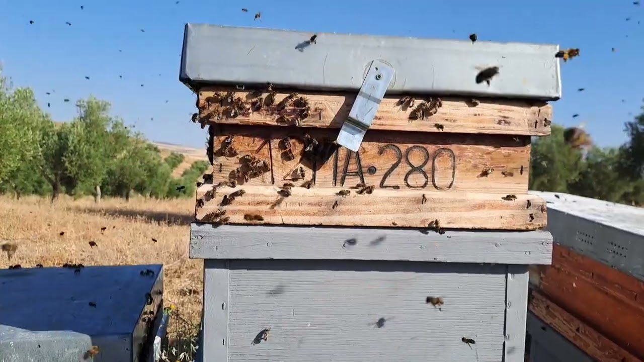 nunca es mal año por mucho trigo